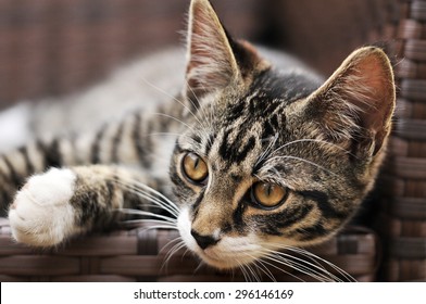 Tabby Cat