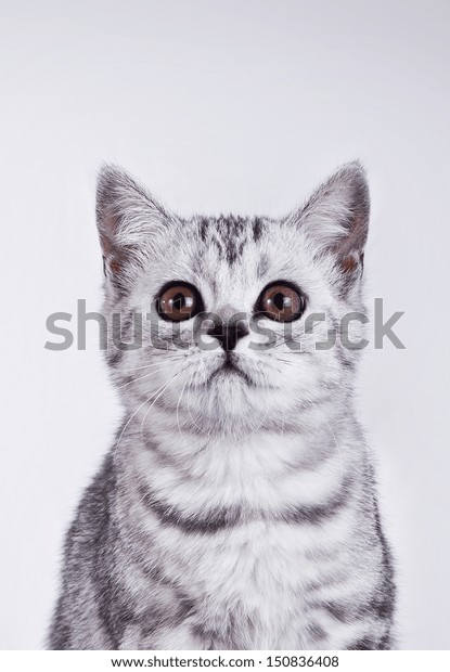 56,041 Front View Of Cat Images, Stock Photos & Vectors | Shutterstock