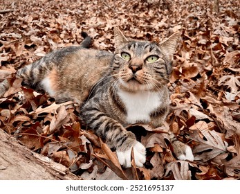 Tabby cat in autumn leaves - Powered by Shutterstock