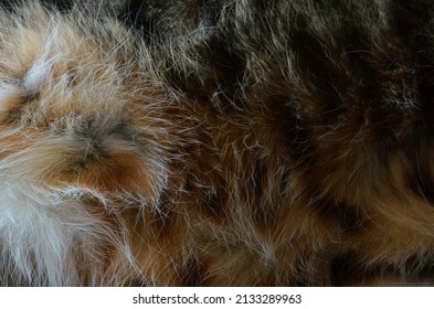 Tabby Cat Belly, Fluffy Cat, Cat Fur On Belly, Fur Texture, Cat Undercoat 