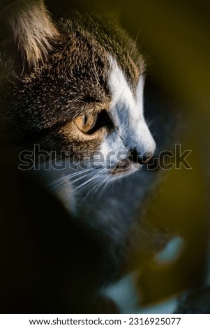 Similar – Foto Bild Grauer Kater auf Gartenweg