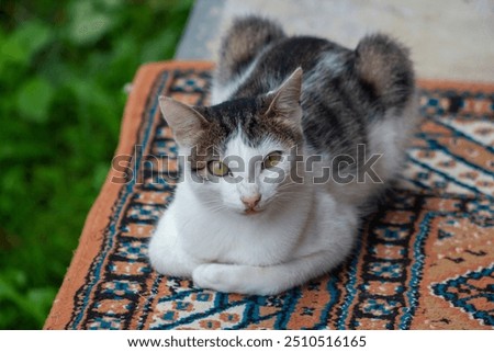 A tabby cat with a bobbed tail is lying on a patterned Turkish rug. The cat has white and gray fur and is looking directly at the camera with a curious expression. stray cats in urban Istanbul Turkey 