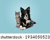 dog and cat isolated