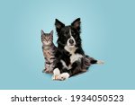 tabby cat and border collie dog in front of a blue gradient background