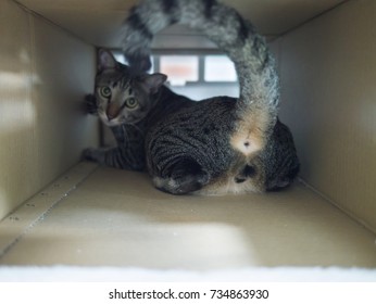 Tabby Cat And Its Butt In Paper Brown Box