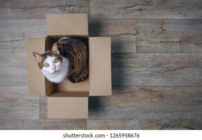 4,583 Cat inside box Images, Stock Photos & Vectors | Shutterstock