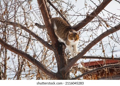 A Tabby Cat Climbing A Tree Comes Down From The Tree. Worried Cat With Eyes Open. The Animal That Makes A Plan. The Cat Is Jumping From The Tree.