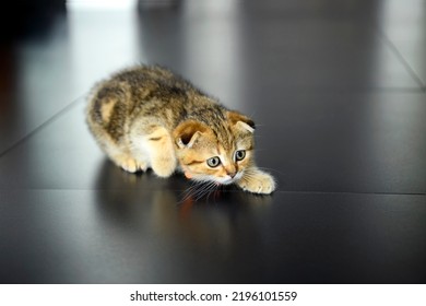 Tabby Cat Crawling In Ambush, Scottish Fold Kitten In Crouching Position And Ready To Attack, Cute Little Striped Kitten. A Good And Beautiful Pedigree Is Playing In A House With Black Floors.