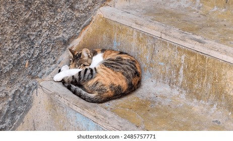 A tabby cat curled up and sleeping on an old, worn-out stone staircase in Fez, Morocco. The cat's fur has a mix of brown, black, and white stripes, blending with the rustic texture of the stairs. - Powered by Shutterstock