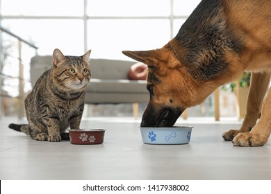 Tabby cat and dog eating from bowl on floor indoors. Funny friends - Powered by Shutterstock