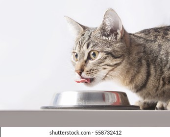 Tabby Cat Drinks (eating) From The Bowl