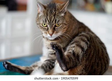 猫 顔 洗う の画像 写真素材 ベクター画像 Shutterstock