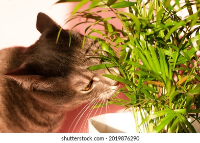 Tabby Cat Eating Houseplant. Domestic Cat Nibbling On Green Plant. House Cat Smelling Or Sniffing A Plant In A Flowerpot.