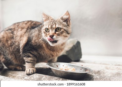 The tabby cat eats and licks its lips amusingly, stuck out its tongue. Cute pet. Gray background, close-up portrait.