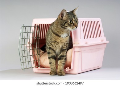 Tabby Cat Exits Its Carrier