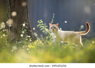 Tabby Cat In A Fabulous Summer Forest