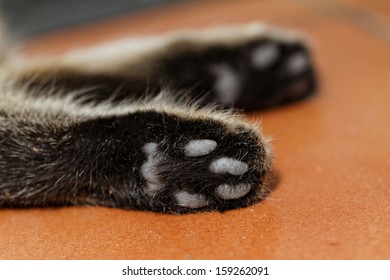 tabby cat white feet