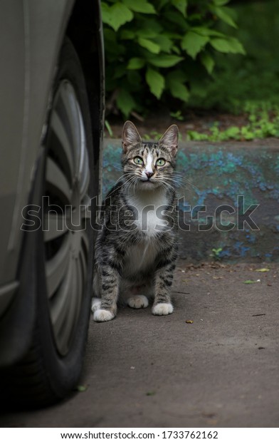 a\
tabby cat with a funny expression on its face hides behind a car\
wheel, against the background of a curb and green\
grass