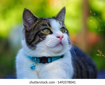 Tabby Cat in a Garden - Shutterstock ID 1492578041