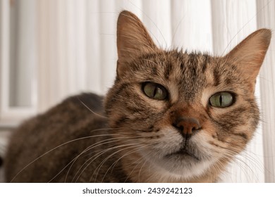 tabby cat with green eyes and close-up wide angle shot - Powered by Shutterstock