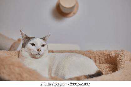 tabby cat with green eyes lies comfortably on a carpet - Powered by Shutterstock