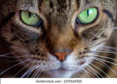 Tabby cat with green eyes looking directly in to the camera. Close up of its face.  - Powered by Shutterstock