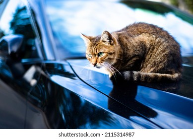 11,182 Cat seated Images, Stock Photos & Vectors | Shutterstock