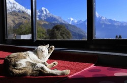 Tabby Cat Have A Sun Bathing And Clean Itself Near The Window With The Background Of Snow Mountain