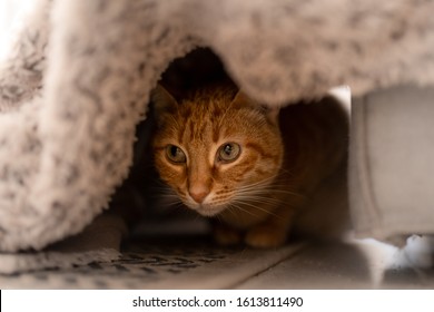 Tabby Cat Hidden Under A Blanket, Prepares To Attack