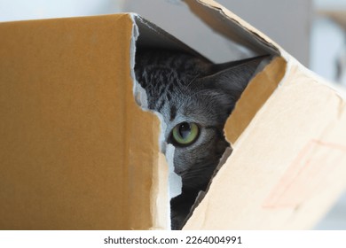 The tabby cat hides behind a cardboard box and looks terrified at the camera. - Shutterstock ID 2264004991