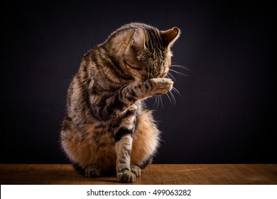 Cat Washing Face Images Stock Photos Vectors Shutterstock