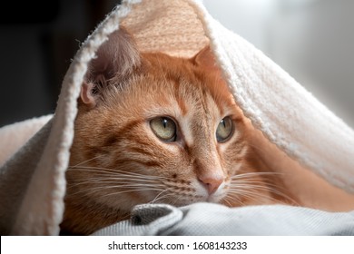 tabby cat hiding under a blanket looks to the right