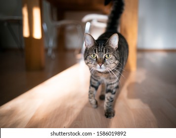 Tabby Cat Indoors Walking Looking At Camera 