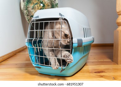 Tabby Cat Inside Cat Carrier Box Stock Photo 681951307 | Shutterstock