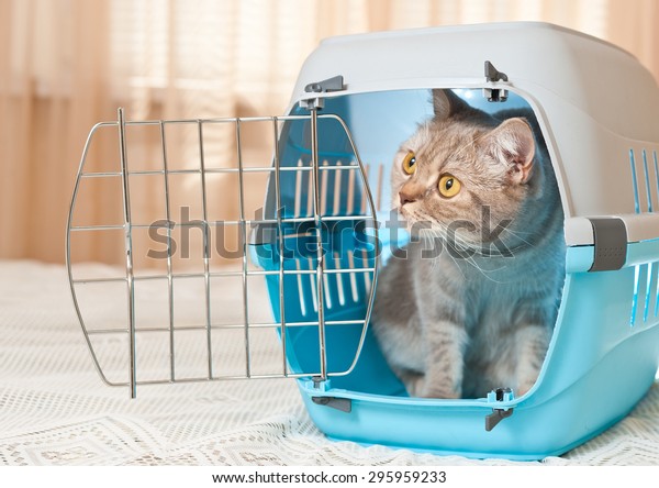 Tabby cat inside a cat\
carrier box