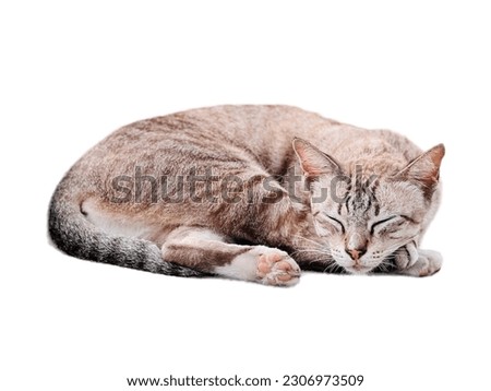 Tabby cat. isolated on white background. side view