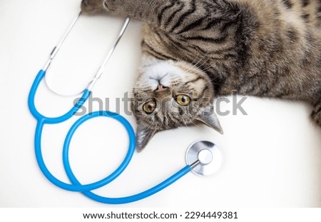 tabby cat isolated with surgical gloves and stethoscope on light ivory background.mock up for vet hospital.visit check up at veterinary, advertising banner.angry upset scared kitten kitty