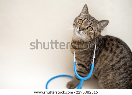 tabby cat isolated with surgical gloves and stethoscope on light ivory background.mock up for vet hospital.visit check up at veterinary, advertising banner.angry upset scared kitten kitty