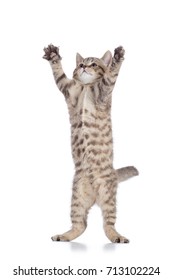 Tabby Cat Kitten Leaping Isolated On White Background