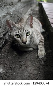 Tabby Cat Laying Down