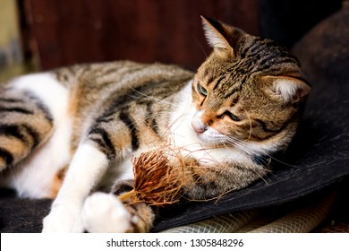 A Tabby Cat Laying Down