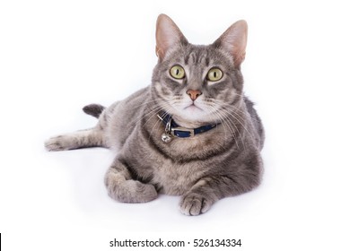 Tabby Cat Laying Down And Looking At Camera Isolated On White