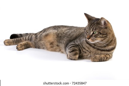 Tabby Cat Laying Down On White Background