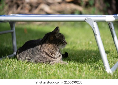 Tabby cat lays in the shadow under a sun chair