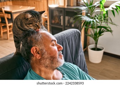 Tabby cat licking head of bearded man in living room. Human-animal relationships. Pets care. Funny home pet. Cat day. Selective focus. Adopted pet.