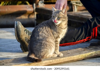 Tabby Cat Licks Its Lips With Pink Tongue Sitting At Human Feet