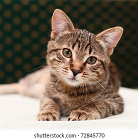 Tabby Cat lies and looks into camera