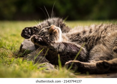 A Tabby Cat Lies On Its Back With Outstretched Paws On Stones In The Grass And Relaxes In The Sun. Mild Summer Day. Tabby Cat In The Garden.