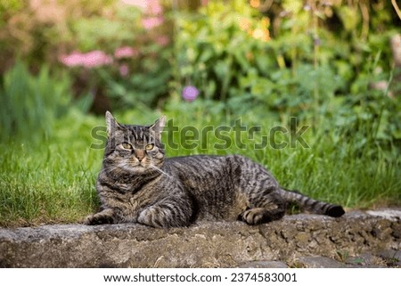 Tabby cat lies on a stone step and looks straight ahead. Portrait of a European shorthair cat watching the action outdoors. Outside in the backyard with meadow and plants
