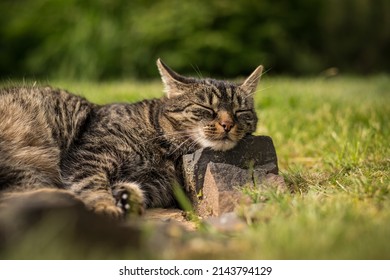 A Tabby Cat Lies On Stones In The Grass And Relaxes In The Sun. Mild Summer Day. Tabby Cat In The Garden.